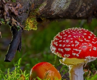 sennik Sen o grzybach